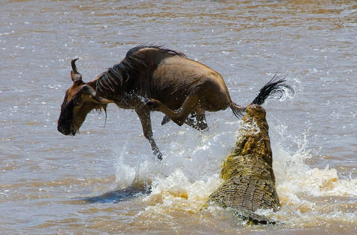 角马用尽全身力气跳起来扭动身体闪躲鳄鱼的突然袭击