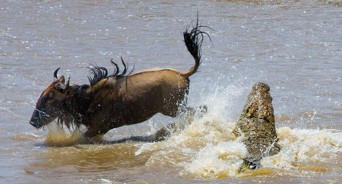 角马在最后时刻扭动身体闪过鳄鱼的嘴巴