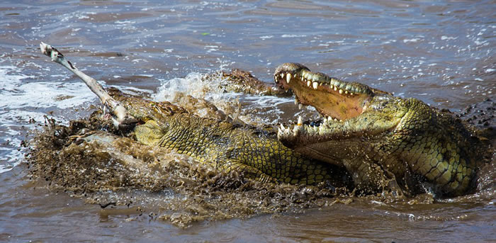 尽管前面的角马幸运逃生,但鳄鱼沿着这段河流捕获到另一头角马。