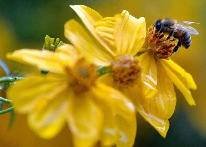 史前人类已学会养蜂来采集蜂蜜