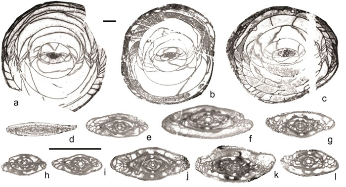 西藏热觉茶卡一带早二叠世Sphaeroschwagerina蜓类动物群