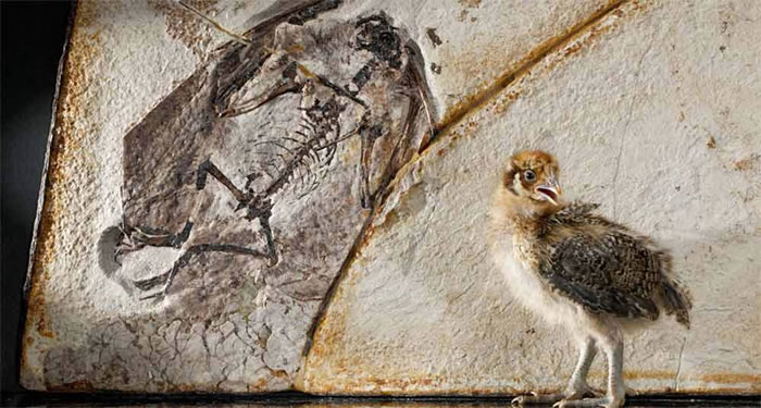 美国科学家正在培育具有恐龙特征的鸡