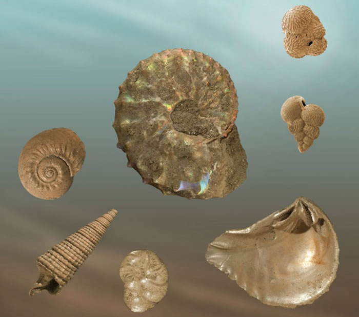 菊石的栖息地研究工作可能有助于重建古气候
