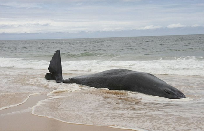 澳大利亚鲨鱼潜伏伺机向海滩上的鲸鱼尸体靠近