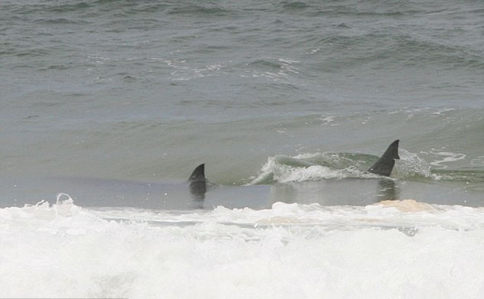 澳大利亚鲨鱼潜伏伺机向海滩上的鲸鱼尸体靠近