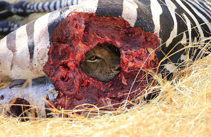 坦桑尼亚赛伦盖蒂平原狮子藏匿于斑马尸体