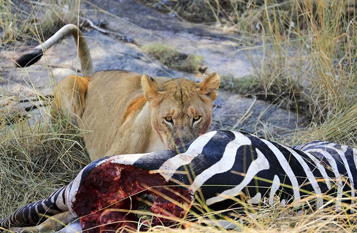 坦桑尼亚赛伦盖蒂平原狮子藏匿于斑马尸体