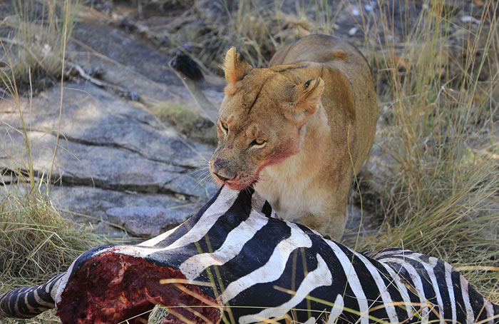 坦桑尼亚赛伦盖蒂平原狮子藏匿于斑马尸体