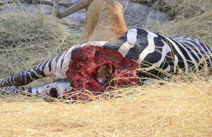 坦桑尼亚赛伦盖蒂平原狮子藏匿于斑马尸体