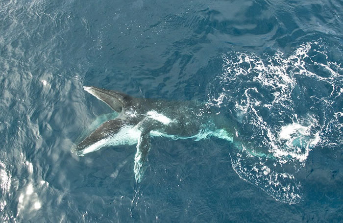 �Ϸ���Ӱʦ�ڿ��նؽ��������˻����㵽��ʮͷ��ͷ���ۻᲶʳ��Ϻ��׳�ۻ���