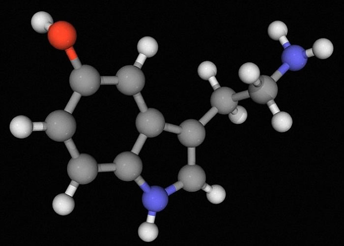 科学家指,发酒疯与人体基因中的血清素受体2B有关,图为血清素示意图。