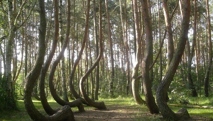 ����������ɭ�֡���Crooked Forest������������󲿷ֶ���������