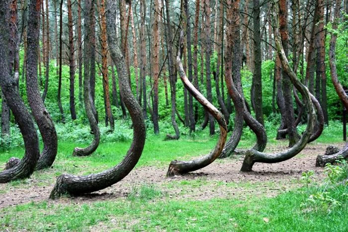 ����������ɭ�֡���Crooked Forest������������󲿷ֶ���������