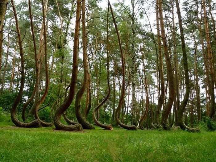 ����������ɭ�֡���Crooked Forest������������󲿷ֶ���������
