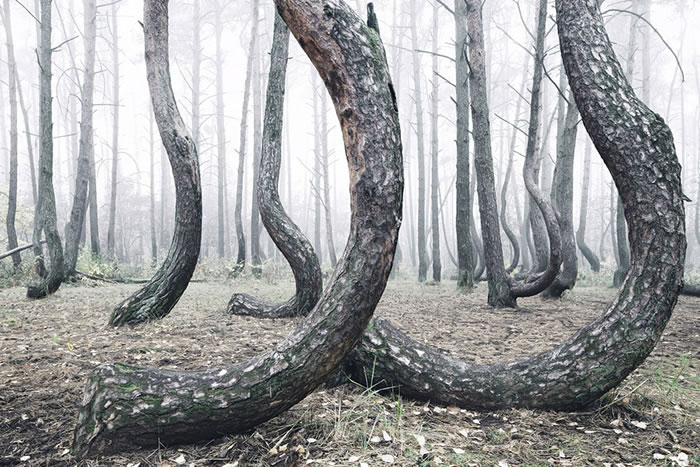 ����������ɭ�֡���Crooked Forest������������󲿷ֶ���������