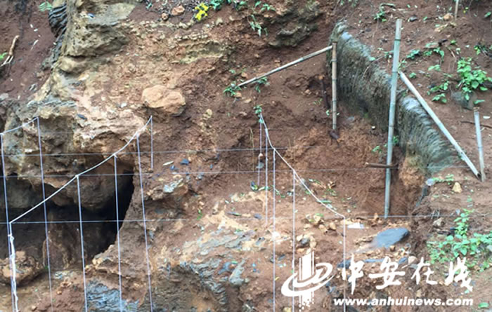 现场尚未挖掘的部分化石