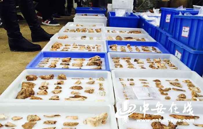 现场工作人员正在整理归类古化石