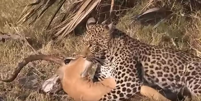 花豹为了让这只黑斑羚窒息而紧紧咬住它的嘴