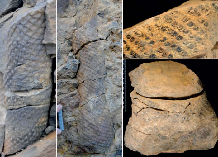 挪威斯瓦尔巴特群岛上发现3.8亿年前史前森林化石