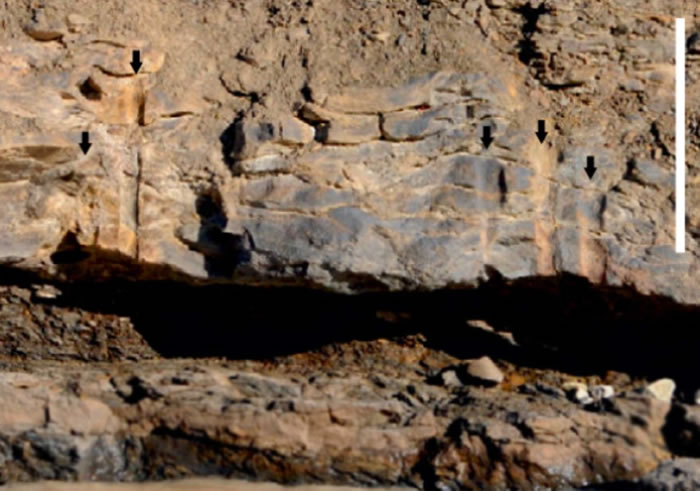 挪威斯瓦尔巴特群岛上发现3.8亿年前史前森林化石