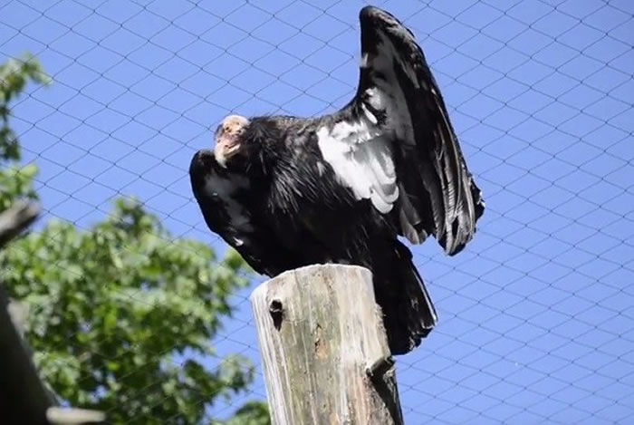 翅膀下的白色羽毛也是加州神鹫的标志