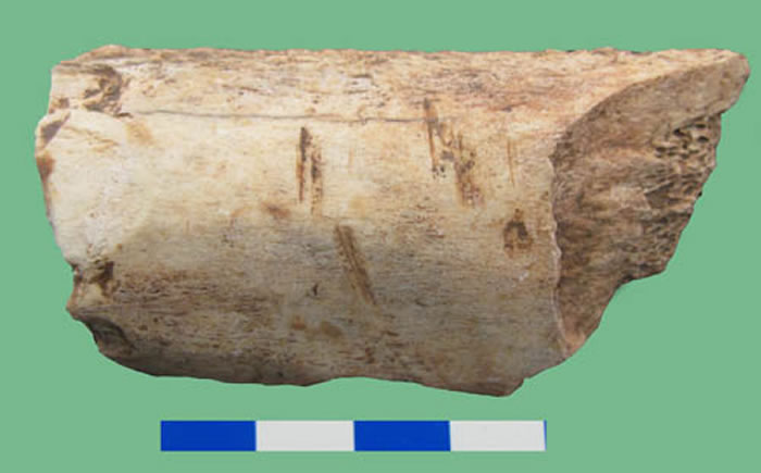 动物骨骼表面人工切割痕迹