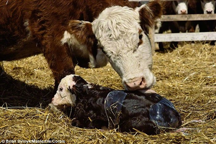 �ӹ���Ƥֽ(uterine vellum)�����ּ���