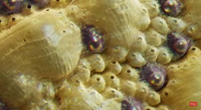 软体动物石鳖的壳外层包含多达1000只微小眼睛