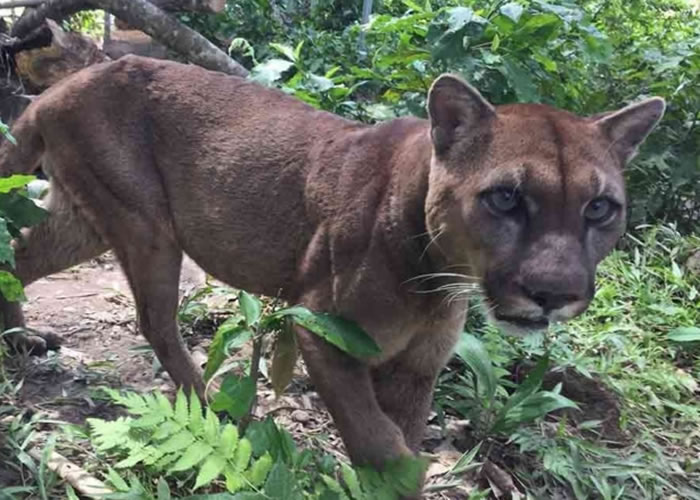 �·�ɳС��������̽������������׵����ɡ�