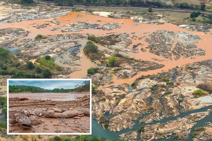 多西河受有毒河水污染,网上流传鱼类死亡的图片。