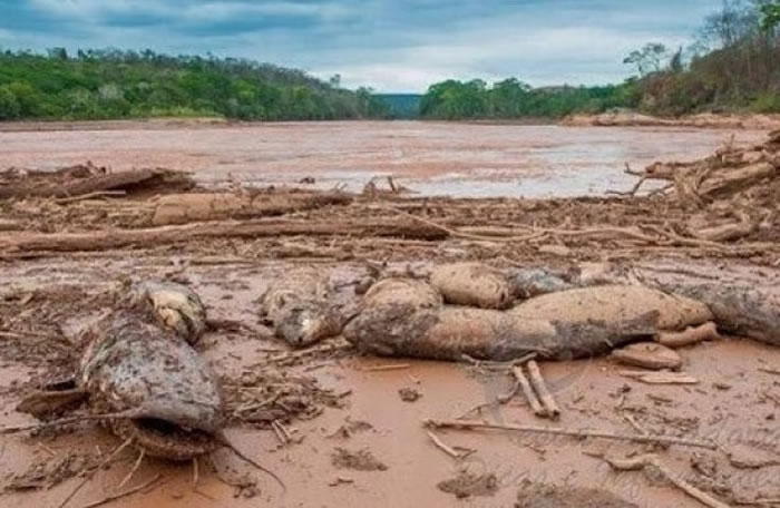 有网上图片显示,河滩有大量鱼尸。