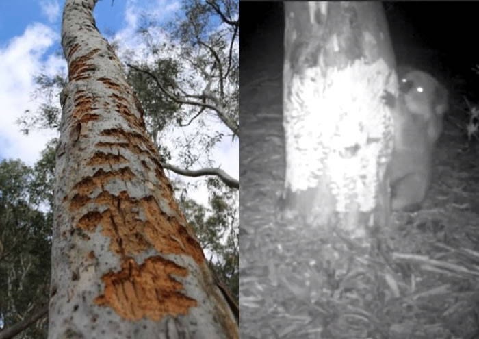 оԱȼϷҧۣͼϸԭҧʳ£ͼ