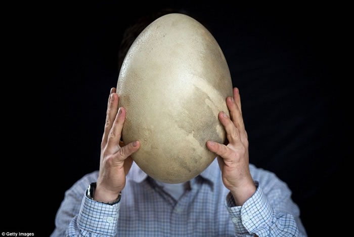 �����İ���ȫ�����������˹�����񵰡�