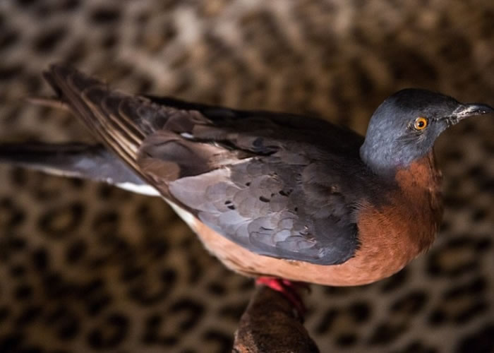 �Ѿ��ֵ��ø�걾�����޽��С�