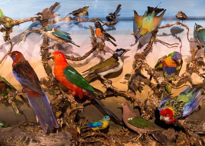 �����ɫ����ȸ��걾Ҳ������Ʒ֮һ��