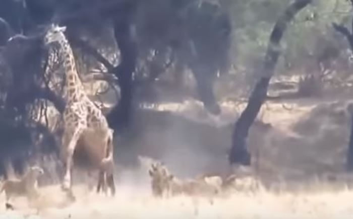 11头狮子围剿1头长颈鹿