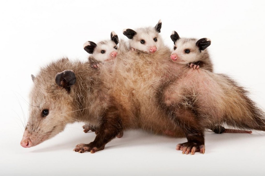 世界上有超过60种负鼠(图为维吉尼亚负鼠),它们大部分数千年来都没有太多改变。 Photograph by Joel Sartore, National Geo