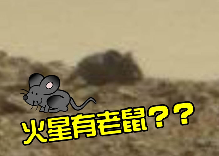 ����ָ�Լ��ڻ�����Ƭ�з���һֻ����