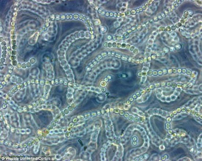 在这项发表在期刊Science Advances上的研究中,科学家们公布的最新化学数据显示,由蓝藻产生的氧气爆发曾使地球上的大气浓度出现了暂时性的增加。