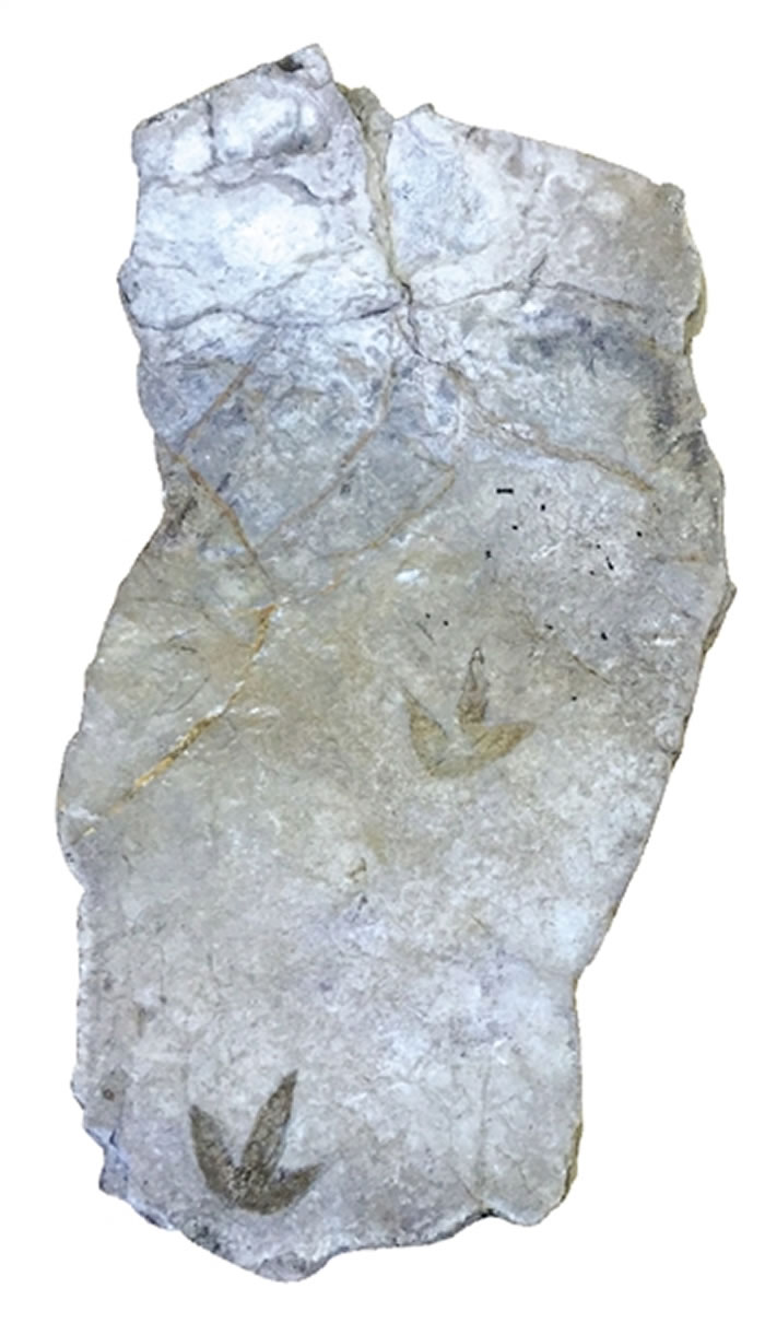 杭州首次发现恐龙足迹化石