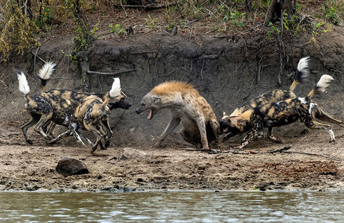 �Ϸ��䵥�๷����ֻ����Ұ�����º�