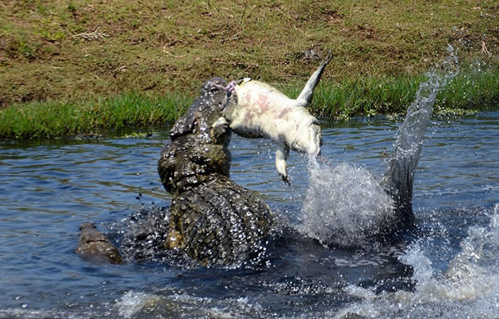南非莱塔巴河大鳄鱼在河中发现幼年同类后发起野蛮袭击