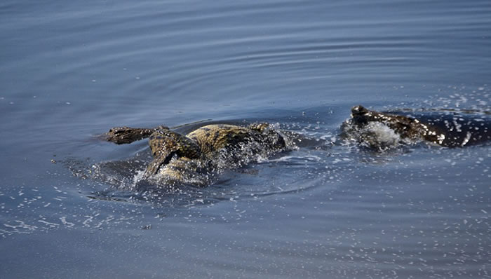 南非莱塔巴河大鳄鱼在河中发现幼年同类后发起野蛮袭击