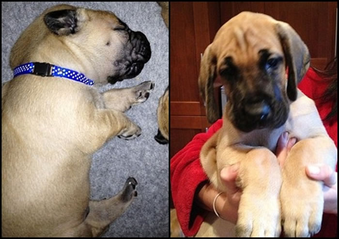 ������ָ������˹����С�������󣬻�������������ġ�ȹ�š��Ը�