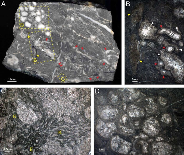 ҵ׹ͱƬ. A) ɺ-ܺ-΢ｉ׹. B-D) ׹вͬıƬ΢Ƭ