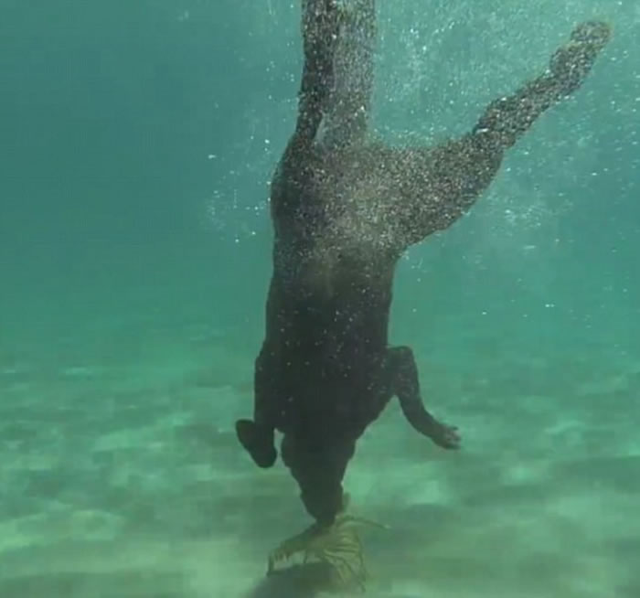 接到主人命令后,莱拉潜入水中抓龙虾。