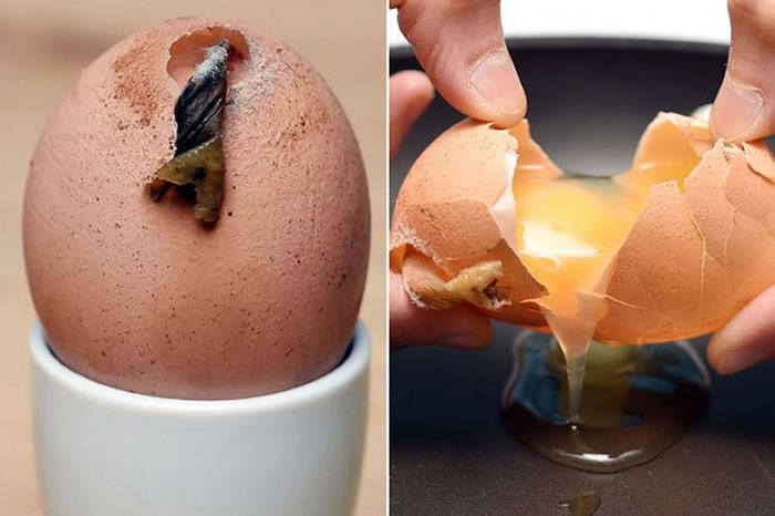 Ӣ��Ů����һֻ�������ǡ��ļ���