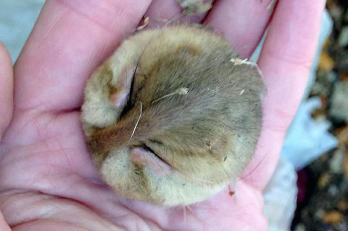 Ӣ�����Ŀ���̬�����߷���˯�˳����ζ���˯��