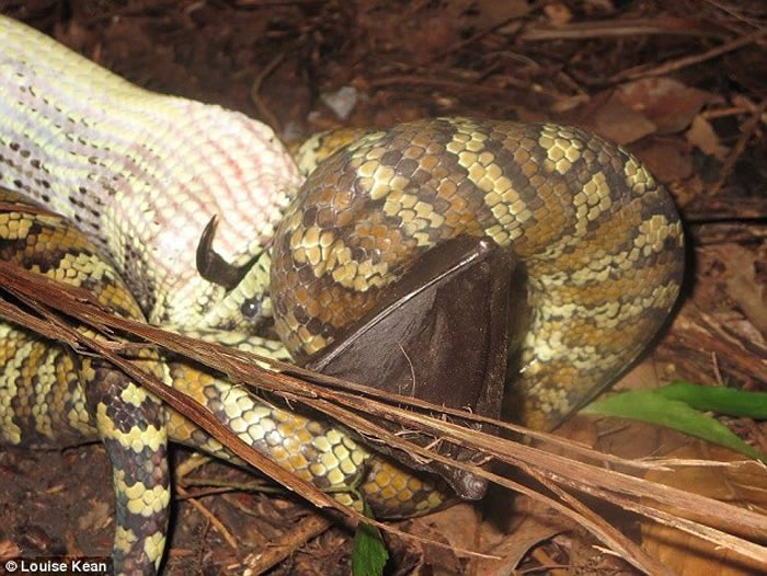 基恩惊叹道:“这真是一顿大快朵颐的大餐,据我所知有些蟒蛇,如橄榄蟒,能把沙袋鼠整个一口吞下。”