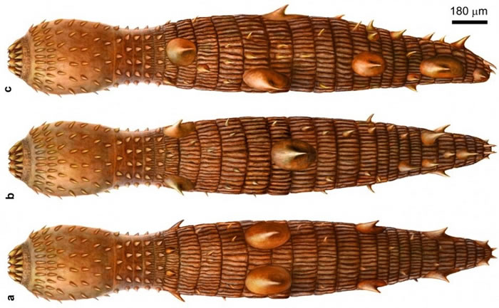 始祖动吻虫复原图